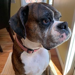 Meet your Posher, Joe